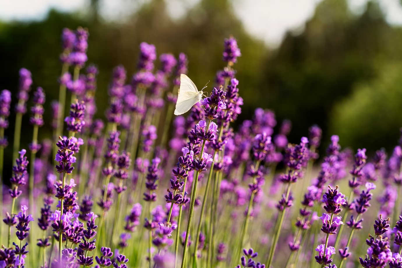 Unlock the Secrets of English Lavender: Buena Vista (Lavandula  Angustifolia) - Down By The River Lavender