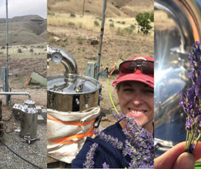 lavender distillation