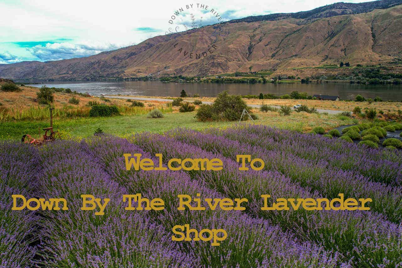 lavender shop