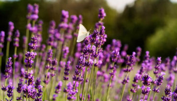 english-lavender