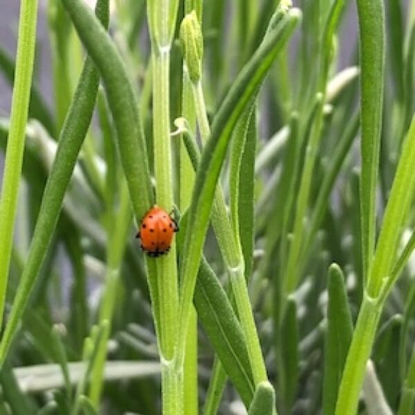 A lady bug rests on a lavender plant at Down by the River Lavender in Wenatchee, Washington.