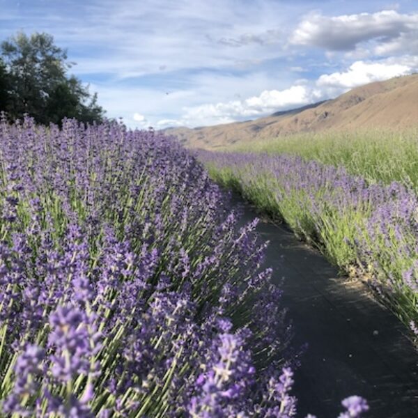 Pacific Blue Lavender has a bright blue/purple bloom and is excellent in bouquets or as a culinary lavender.
