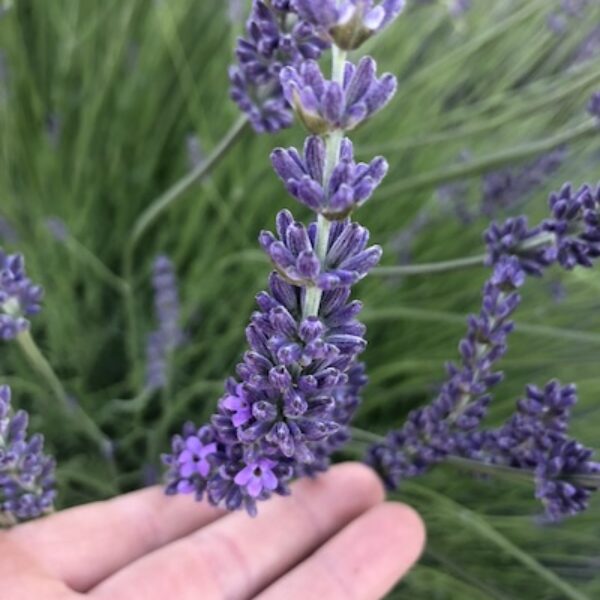 Very large bloom of Lavender cultivar Riverina Thomas